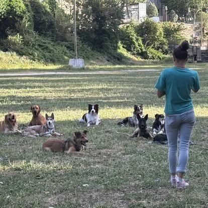 Cours collectif dans un pré : une dizaine de chiens couchés en attente devant l'éducatrice