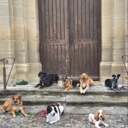 Huit chiens couchés et assis en attente sur les marches d'une vieille porte en pierre